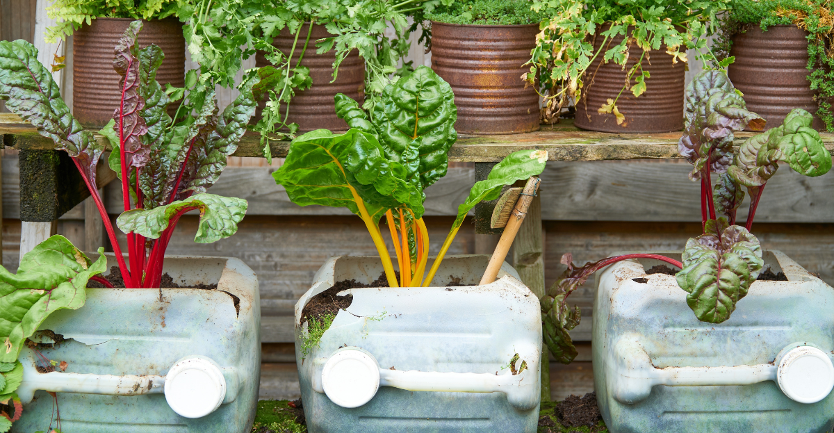 Chard growing in plastic containers